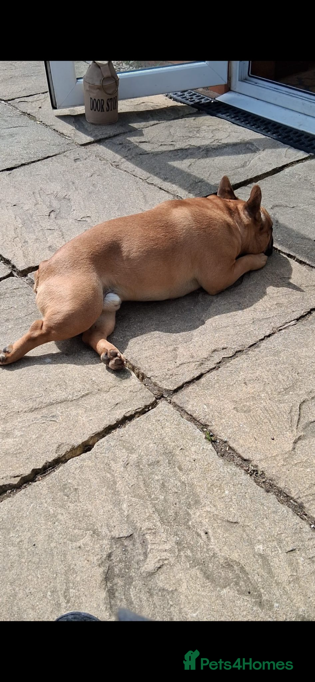 French Bulldog dogs for stud: Arnie  - Image 6