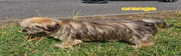 Shorkie dogs for sale: Beautiful F2 Shorkie Girls,Puppy Culture Raised, in Armagh - Advert 23