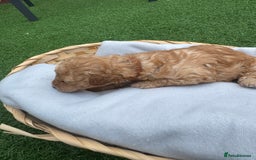 Labradoodle dogs for sale: Labradoodle puppies looking for a loving home  - Image 9