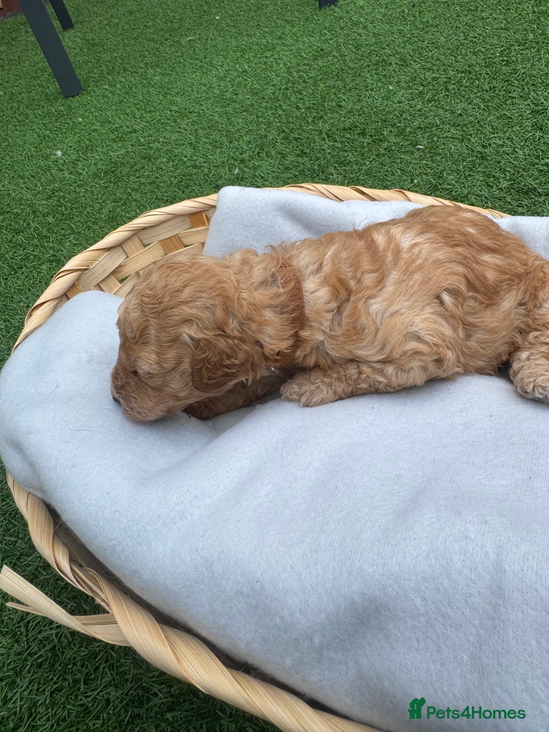 Labradoodle dogs for sale: Labradoodle puppies looking for a loving home  - Image 9