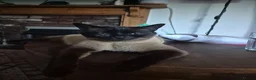 British Shorthair cats for sale: British shorthair - Advert 4