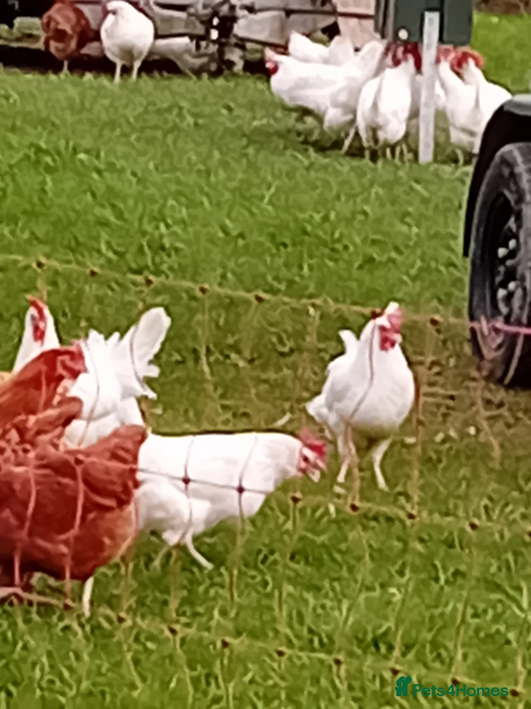 Chickens poultry for sale: POINT OF LAY HENS  in Derby - Advert 6