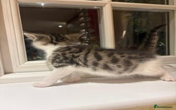 Mixed Breed cats for sale: 3 gorgeous boys mix breed - Image 18