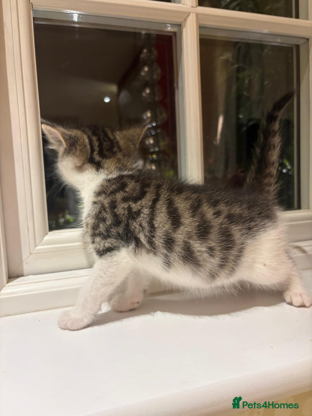 Mixed Breed cats for sale: 3 gorgeous boys mix breed - Image 18