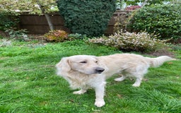 Golden Retriever dogs for sale: 2 year old Golden Retriever Zaki - Image 5