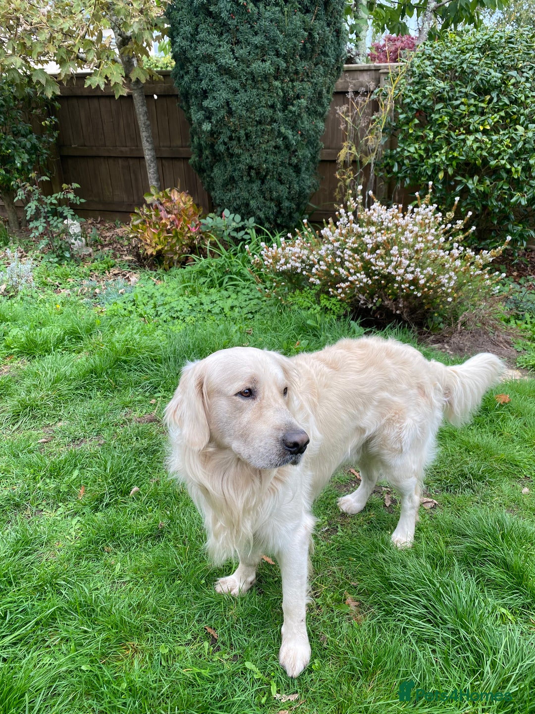 Golden Retriever dogs for sale: 2 year old Golden Retriever Zaki - Image 5