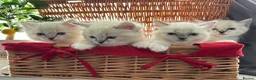 Ragdoll cats for sale: Luxury Blue Point Mitted Ragdoll Kittens - Advert 10