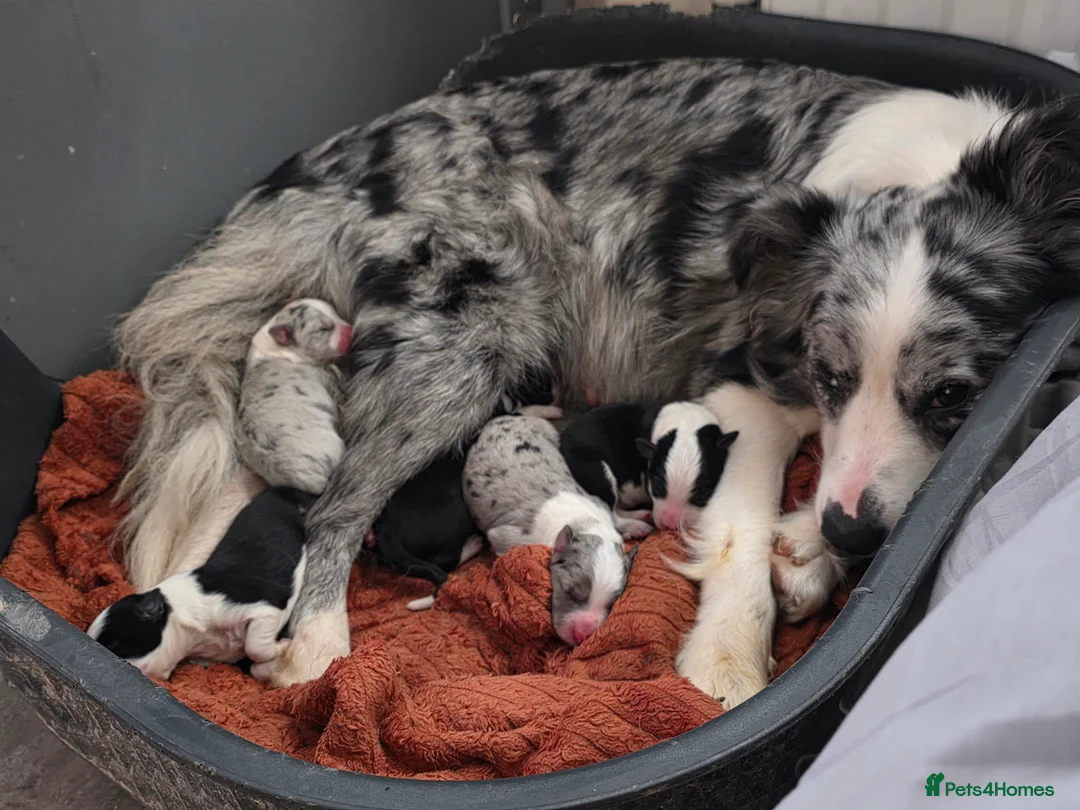 Border Collie dogs for sale: ​Border Collie Pups: Rare Slate Merle & B/W - Advert 1