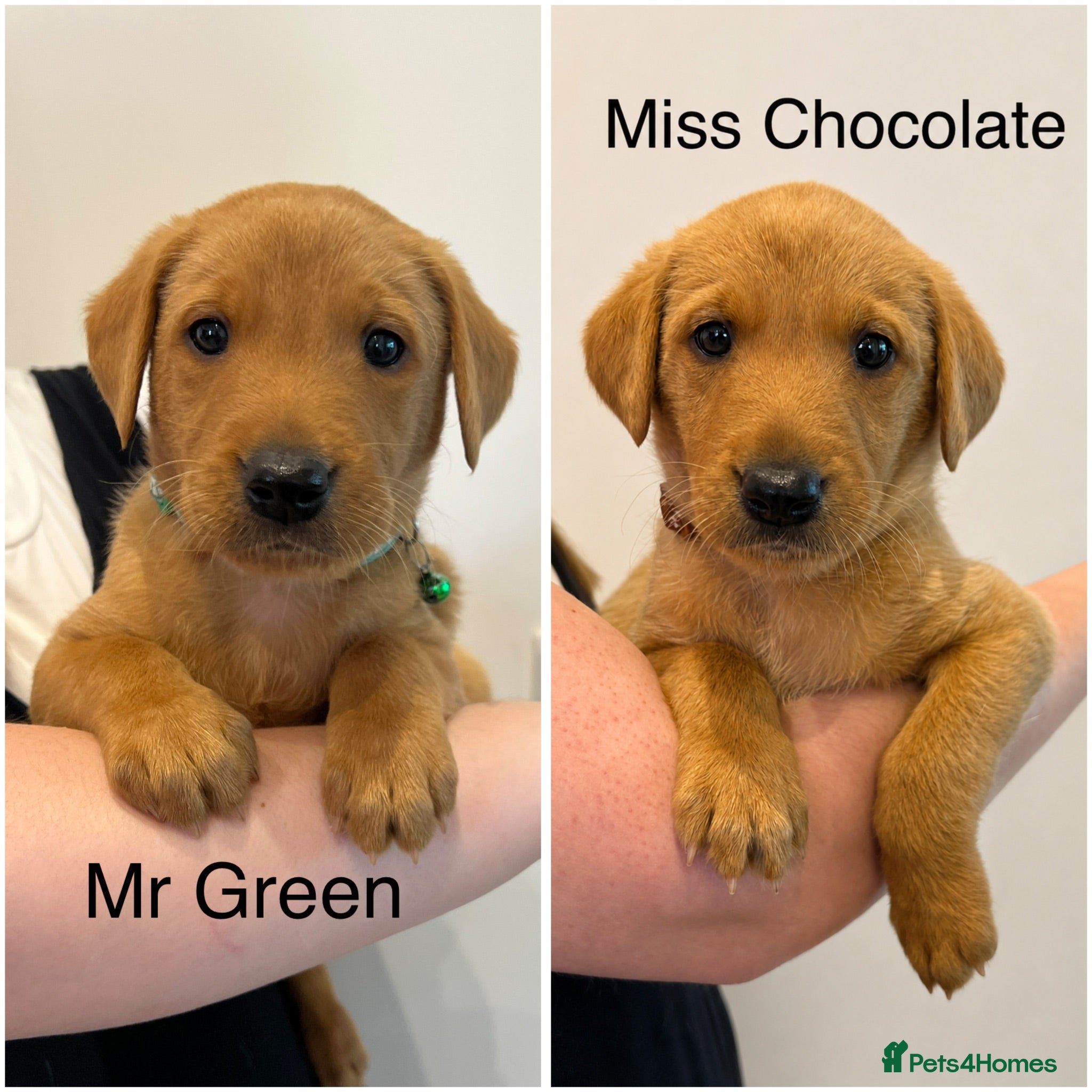 Labrador Retriever dogs 🧡2 STUNNING FOX RED LABS LEFT🧡 - Advert 1