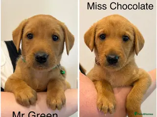 Labrador Retriever dogs 🧡2 STUNNING FOX RED LABS LEFT🧡 - Advert 1