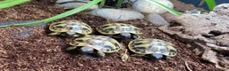 Tortoise reptiles for sale: Hermanns Tortoise Hatchlings - Advert 11