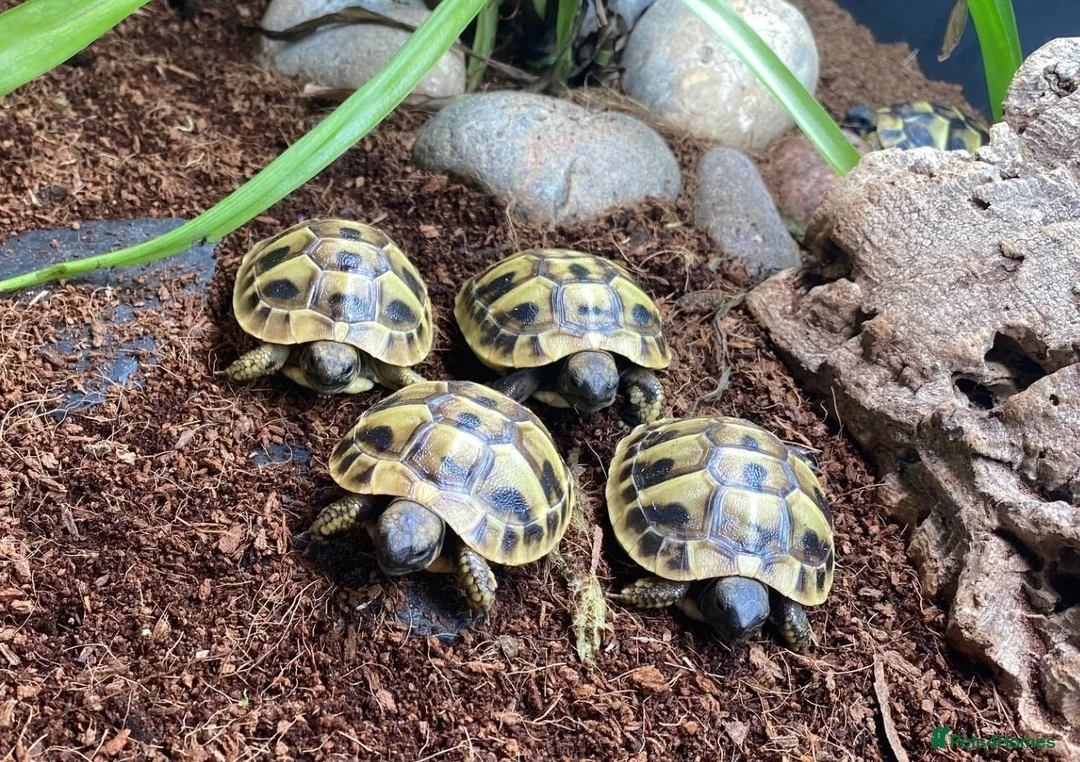 Tortoise reptiles for sale: Hermanns Tortoise Hatchlings - Advert 11