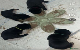 Rottweiler dogs for sale: Stunning Rottweiler puppies ✨ - Image 9