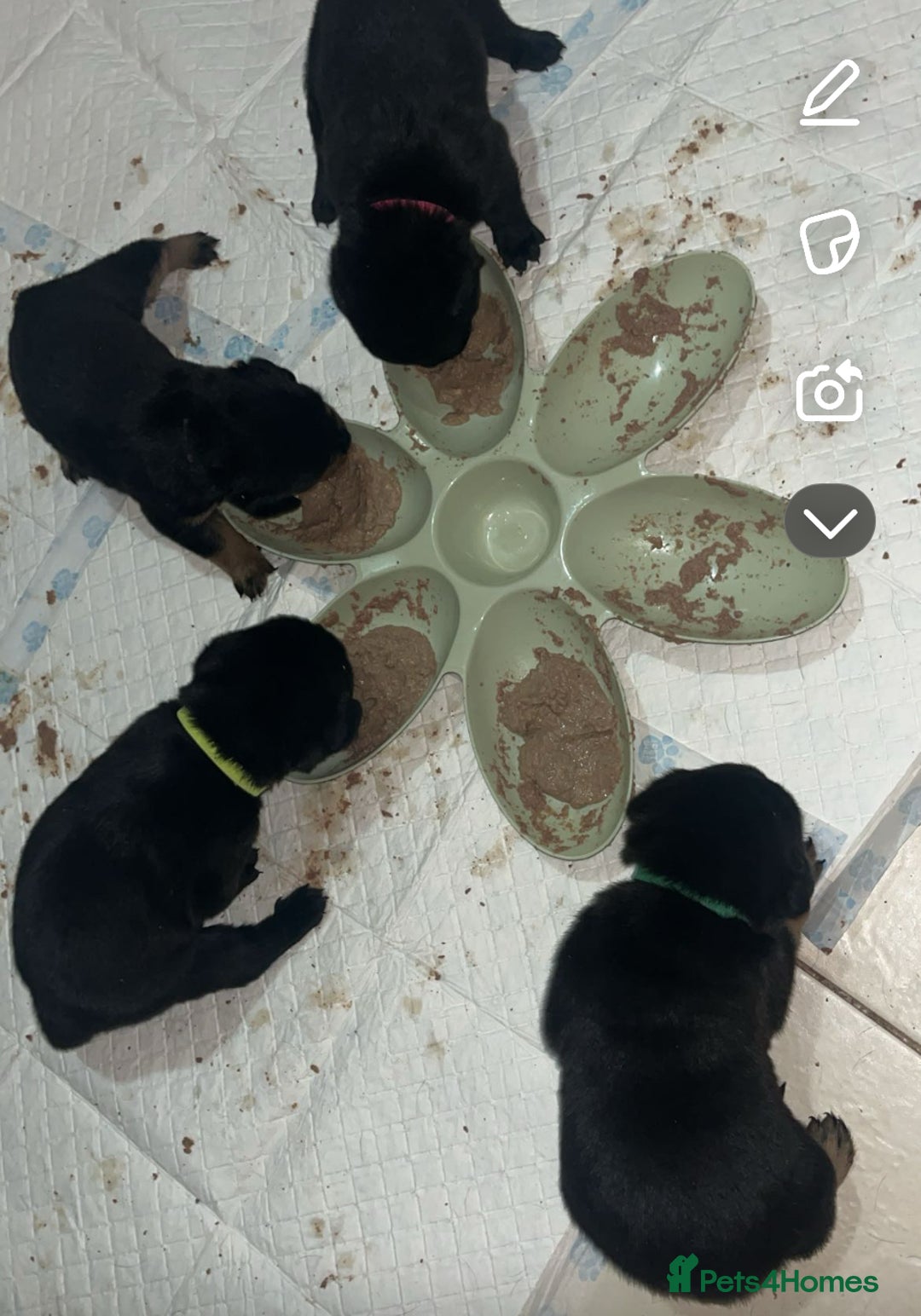 Rottweiler dogs for sale: Stunning Rottweiler puppies ✨ - Image 9