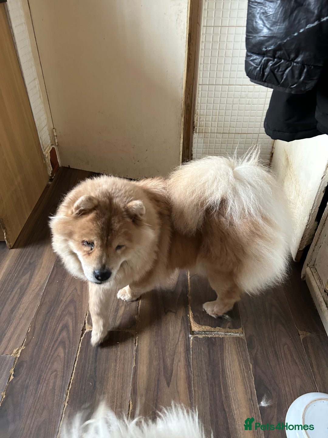 Chow Chow dogs for sale: 2 female chow chow  - Image 7