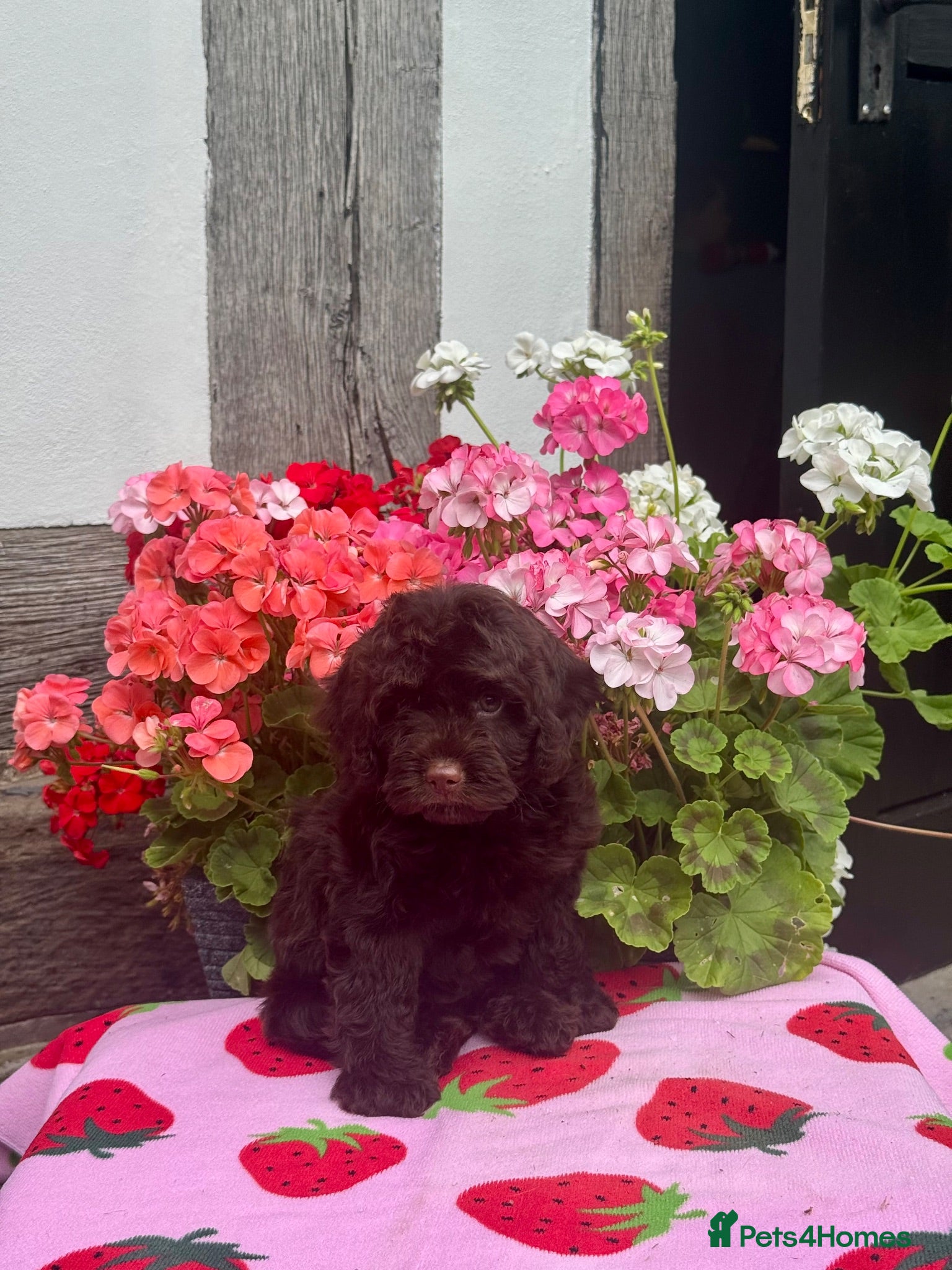 Cockapoo dogs 1 gorgeous dark chocolate  f1 Cockerpoo puppy  - Advert 2