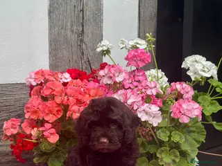 Cockapoo dogs 1 gorgeous dark chocolate f1 Cockerpoo puppy - Advert 2