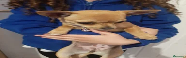 Narla