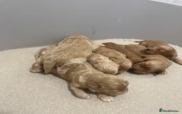 Cockapoo dogs for sale: Pra clear f1 cockpoo - Image 17