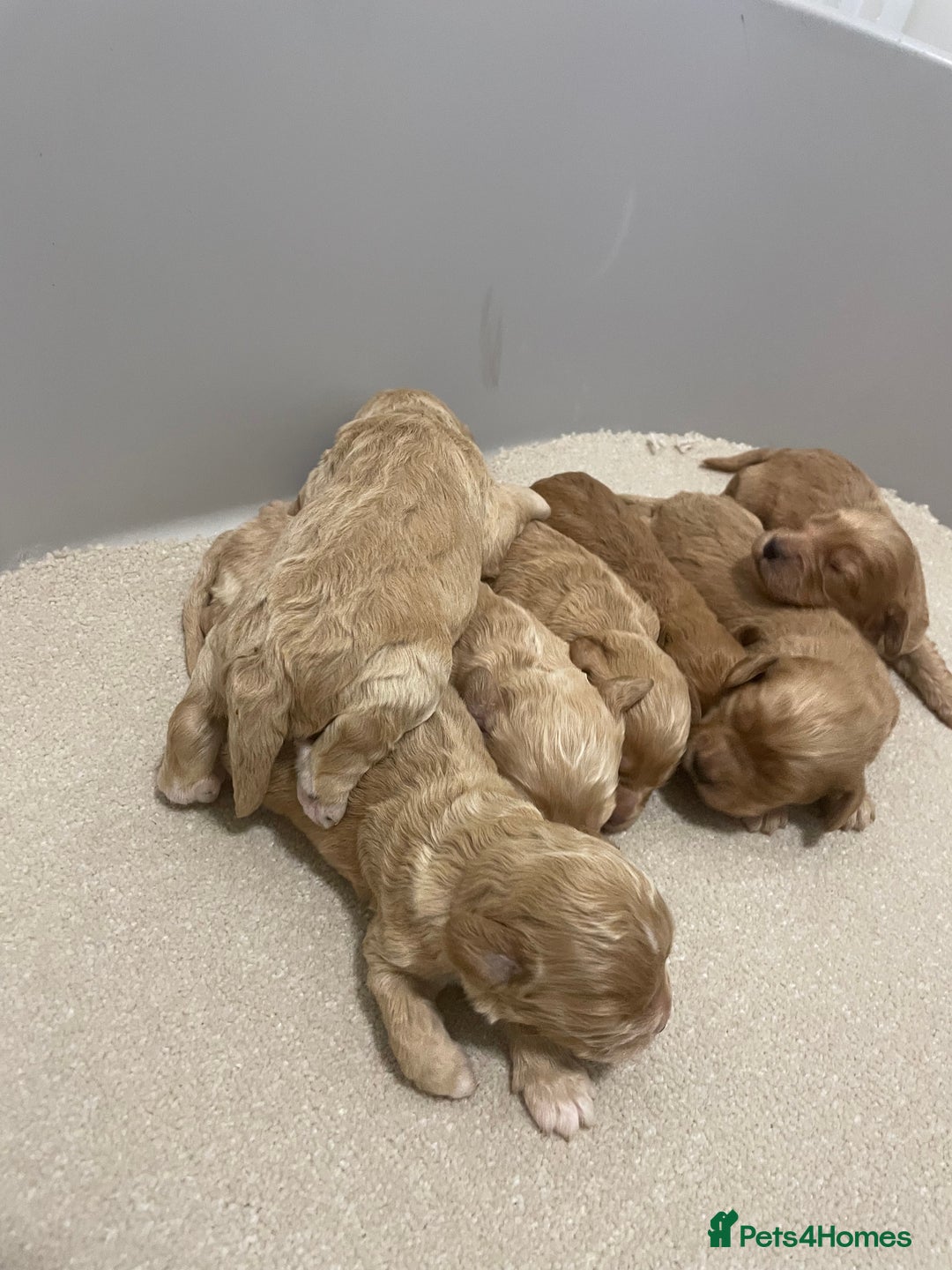 Cockapoo dogs for sale: Pra clear f1 cockpoo - Image 17