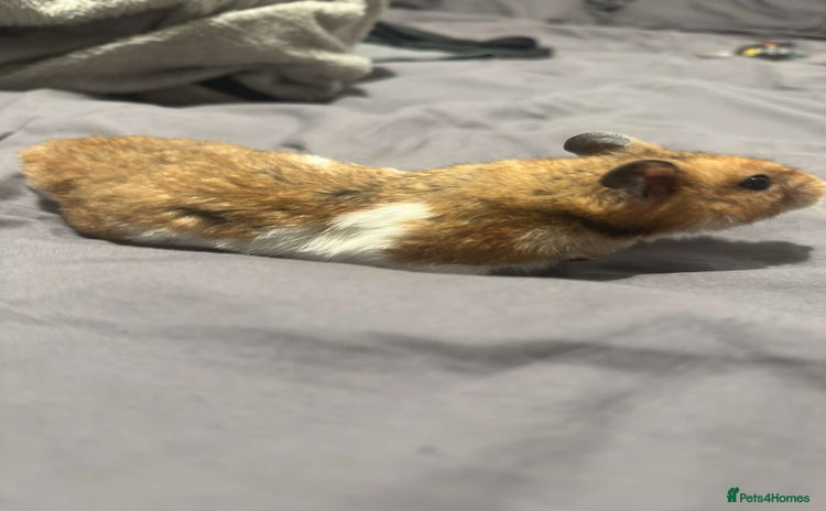 Hamster rodents - Advert 2