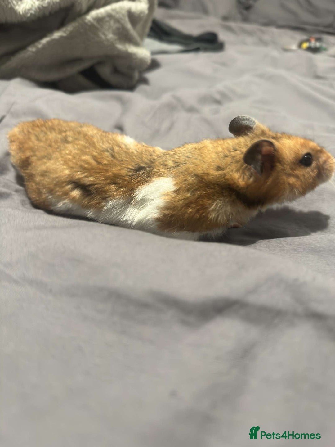 Hamster rodents for sale: Gorgeous 1 year old Syrian Hamster - Image 1