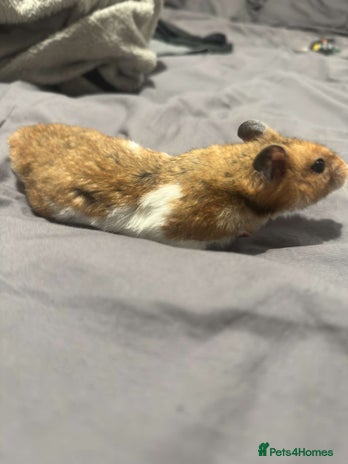 Hamster rodents - Advert 1