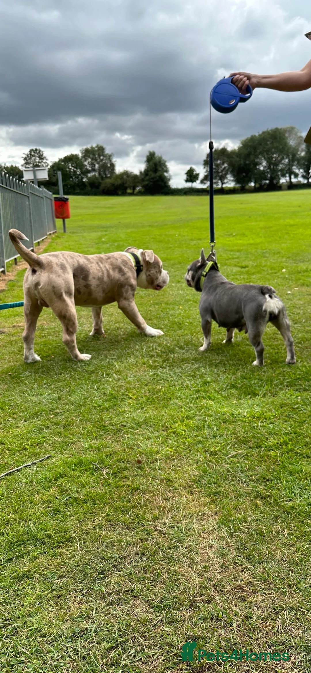 American Bully dogs for stud: Merle ABKC american pocket bully stud in Leicester - Advert 13