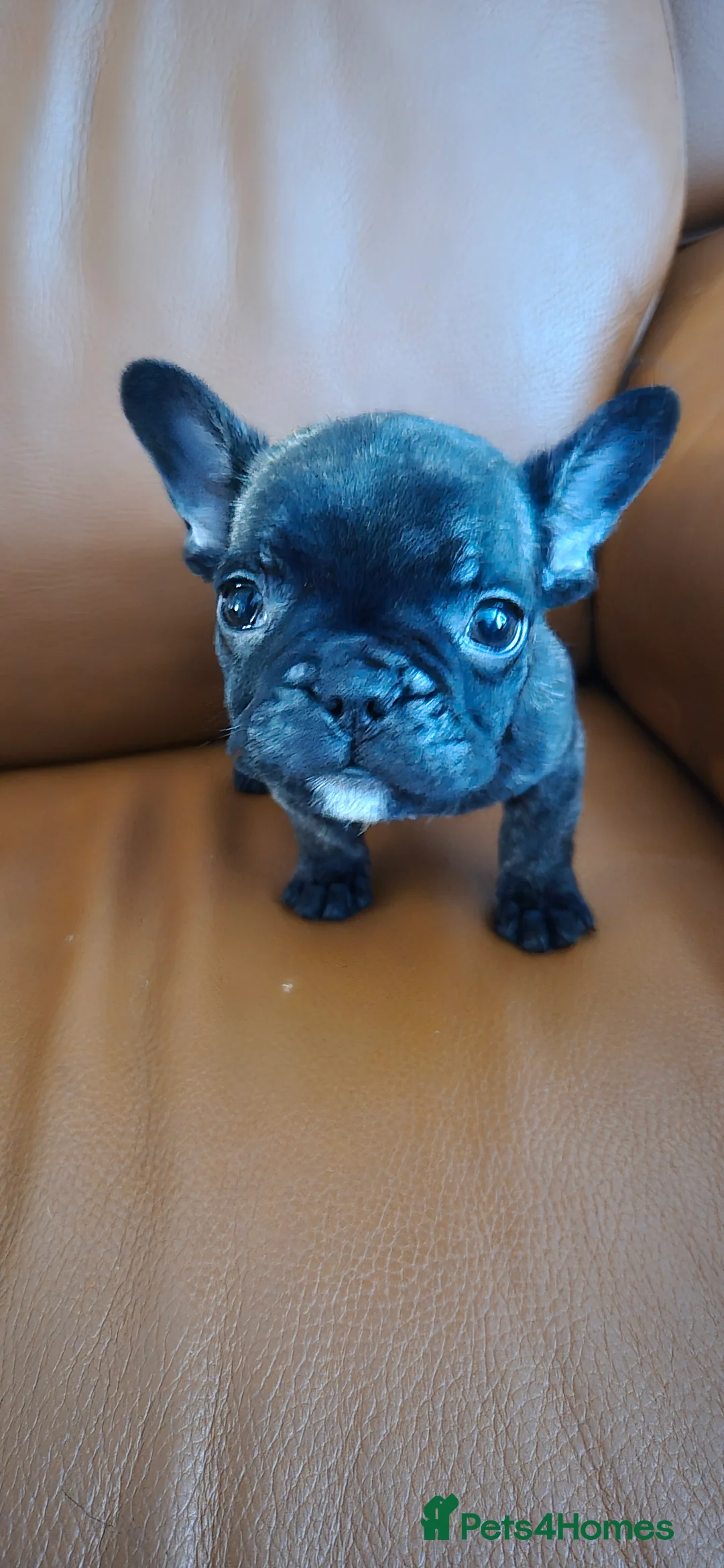French Bulldog dogs for sale: Frenchie puppies ready to go - Advert 2