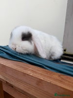Mini Lop rabbits 2 FEMALE PUREBRED KITS *avail to reserve* - Advert 5