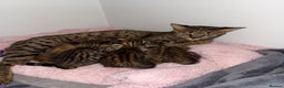 Savannah cats for sale: TICA Reg F3 Savannah Kittens HIGH PERCENTAGE - Advert 16