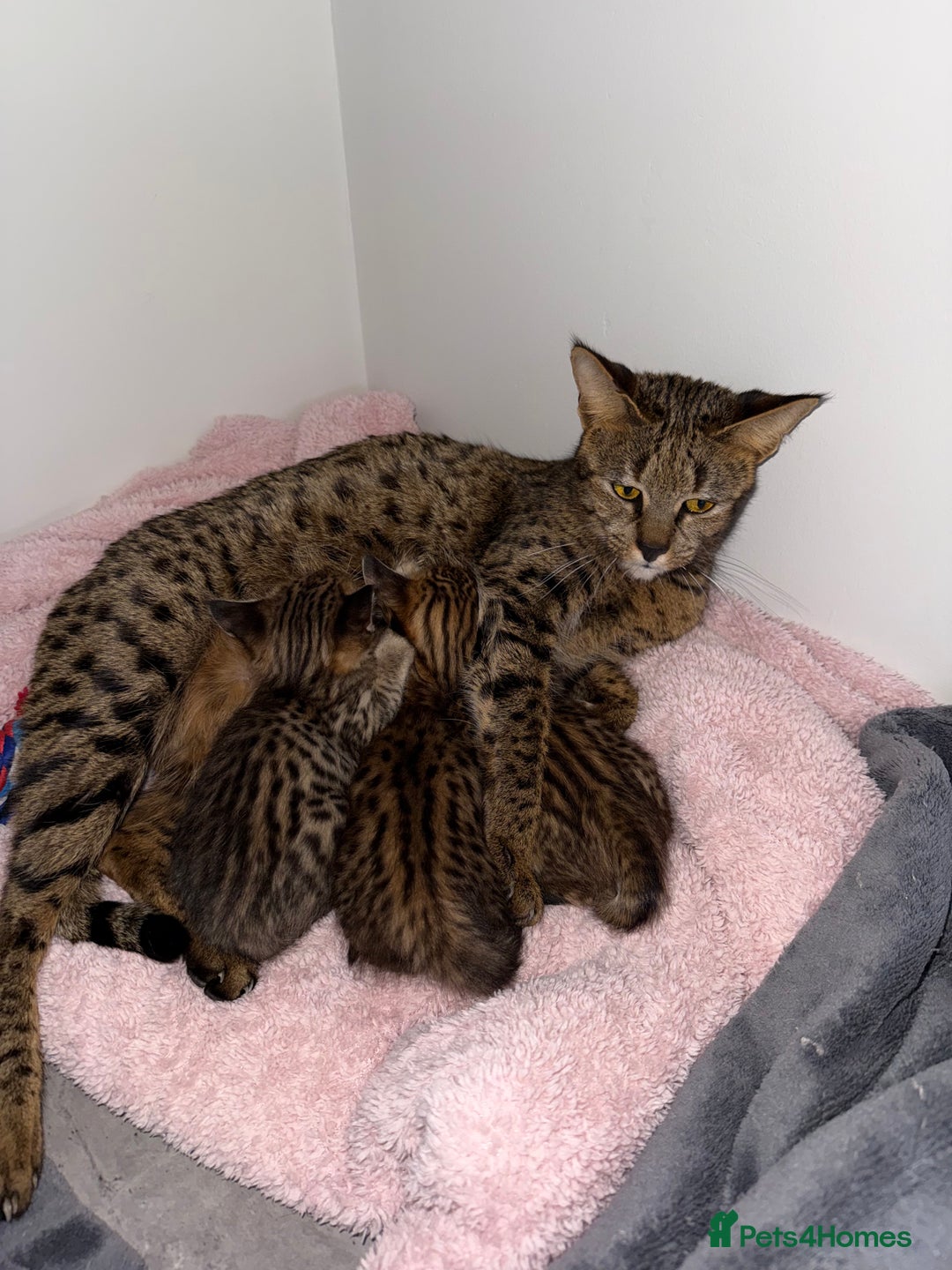 Savannah cats for sale: TICA Reg F3 Savannah Kittens HIGH PERCENTAGE - Advert 16