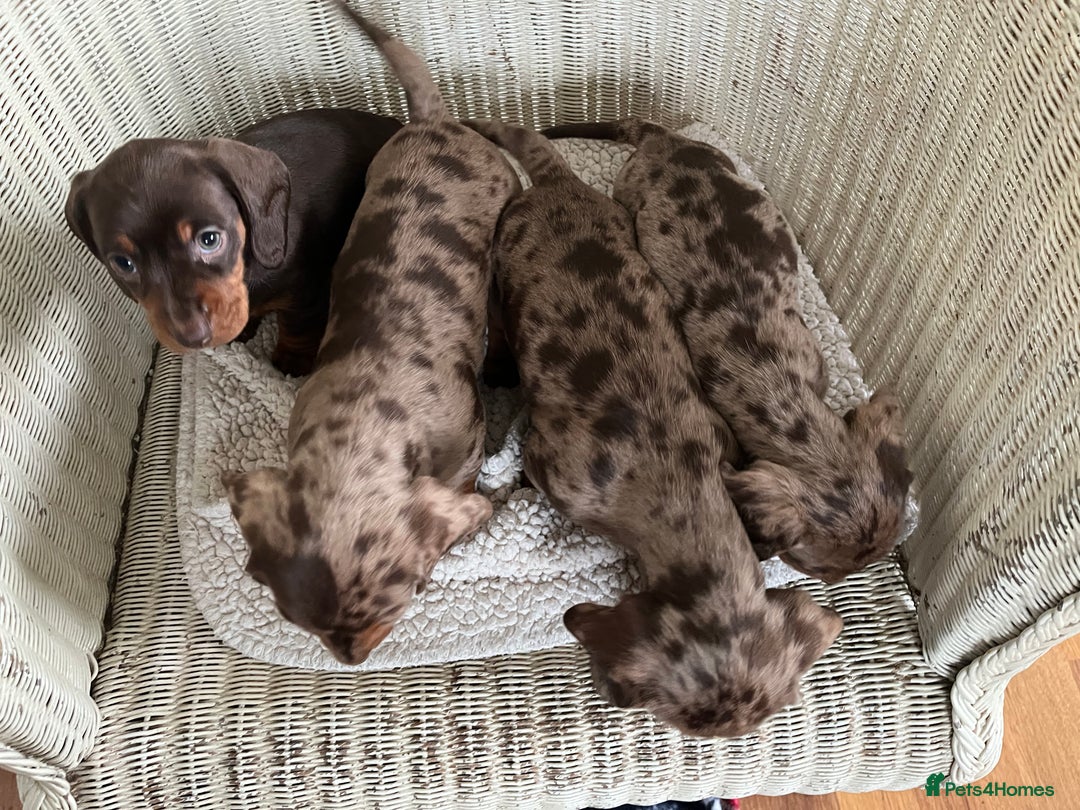 Miniature Dachshund dogs for sale: Miniature dachshund puppies - Advert 2