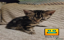 Bengal cats for sale: 💖🐱🐯Cute Half Bengel Kittens🐆🐈‍⬛💖 - Image 16