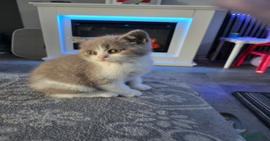 British Shorthair cats - Advert 3