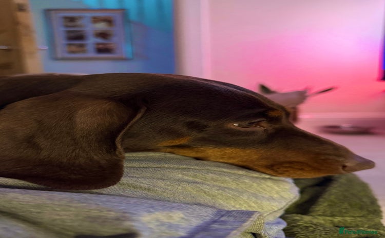Miniature Dachshund dogs - Advert 11