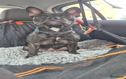 Mixed Breed dogs for sale: Male Fraffie For Sale - Image 7