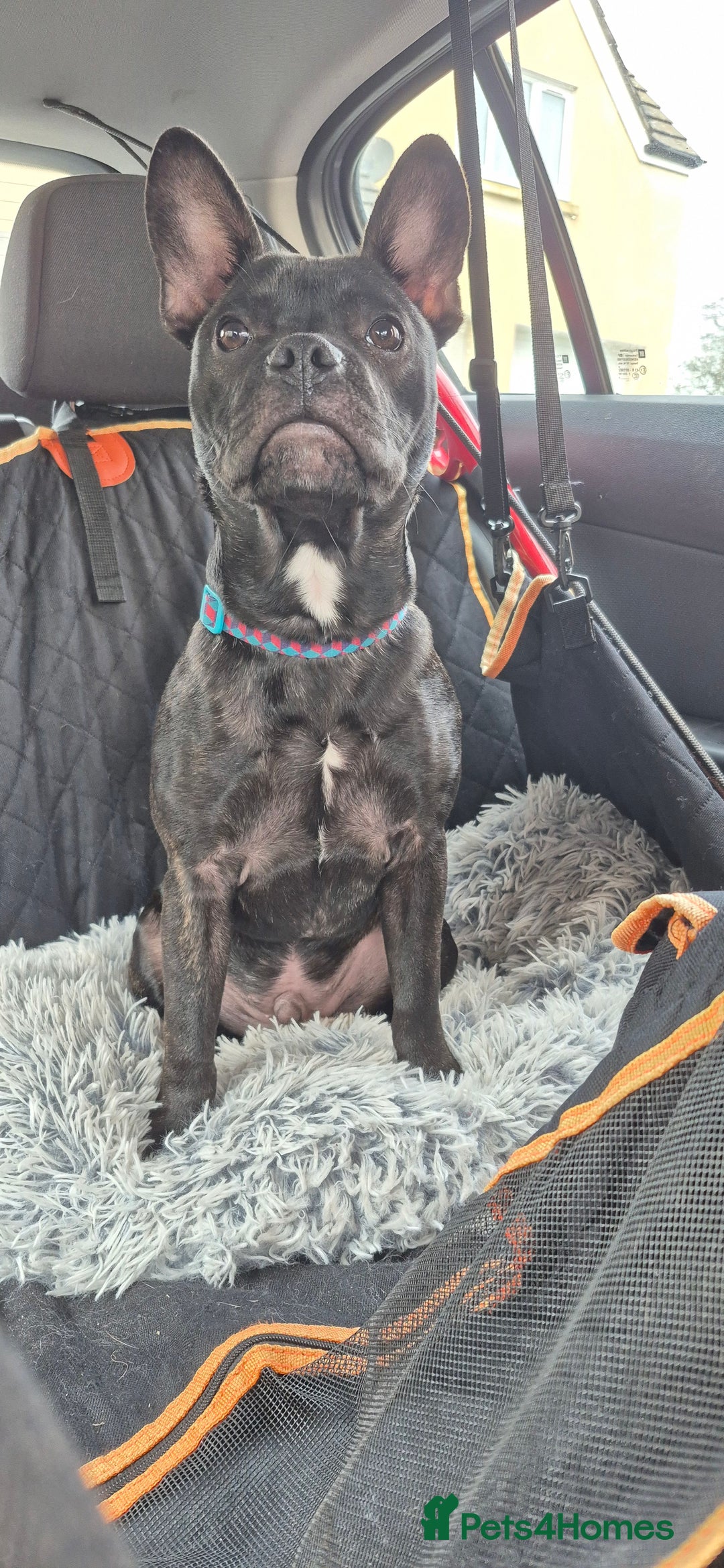 Mixed Breed dogs for sale: Male Fraffie For Sale - Image 7