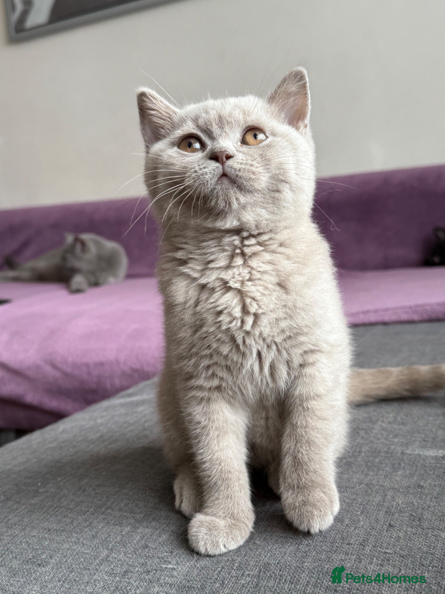 British Shorthair cats Gccf reg. British Shorthair Lilacs,Black - Advert 2
