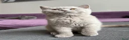 British Shorthair cats for sale: Gccf reg. British Shorthair Lilacs,Black - Advert 7