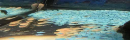 Plecos fish for sale: Albino - Black Plecos for sale  - Advert 2