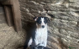 Border Collie dogs for sale: Welsh pups - Image 1