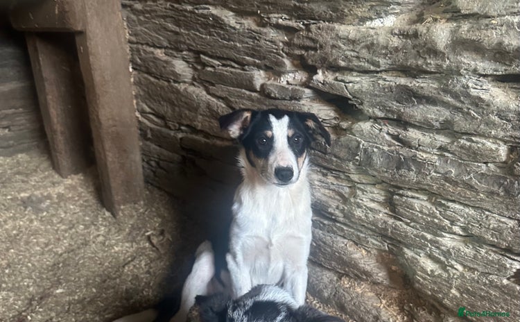 Border Collie dogs - Advert 16
