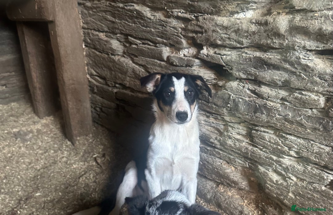 Border Collie dogs for sale: Welsh pups - Image 1