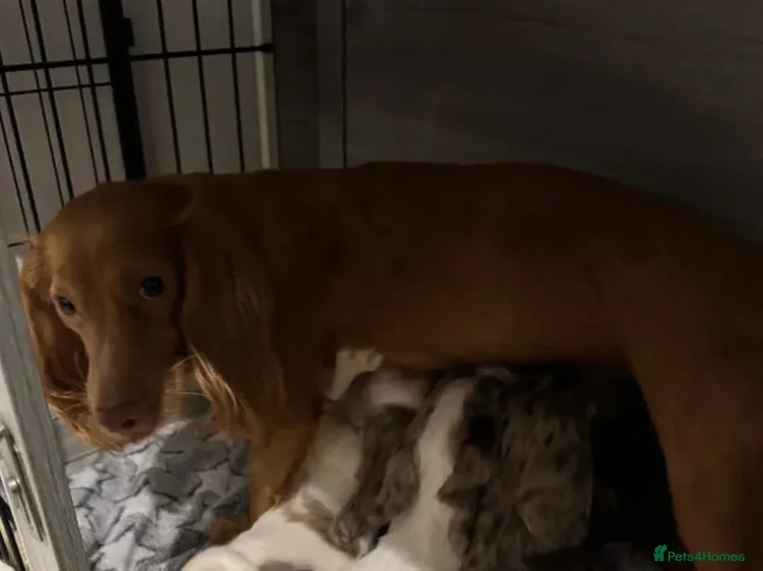 Cocker Spaniel dogs for sale: Stunning Working Cocker Spaniel Puppies  in Warrington - Advert 5