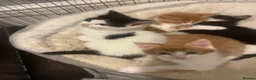 Mixed Breed cats for sale: 4 playful kittens ready to find their forever home - Advert 13