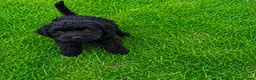 Cockapoo dogs for sale: 2 Cockapoo puppies for sale  in London - Advert 2