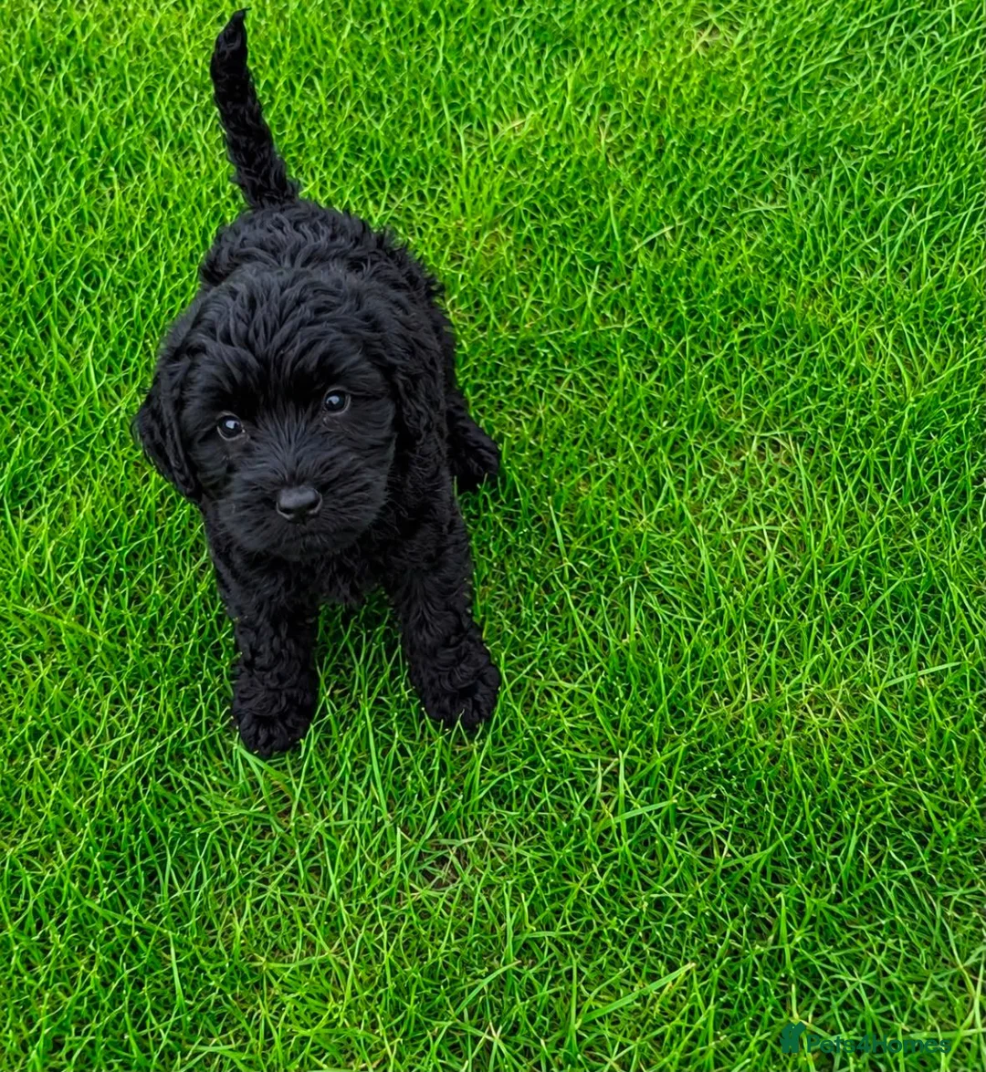 Cockapoo dogs for sale: 2 Cockapoo puppies for sale  in London - Advert 2