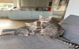 British Shorthair cats for sale: Grey British short hair male  - Image 3