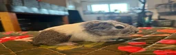 Guinea Pig rodents for sale: Bonded trio of males  in Newent - Advert 2